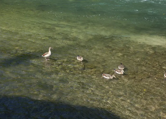 בית חווה Il Cigno